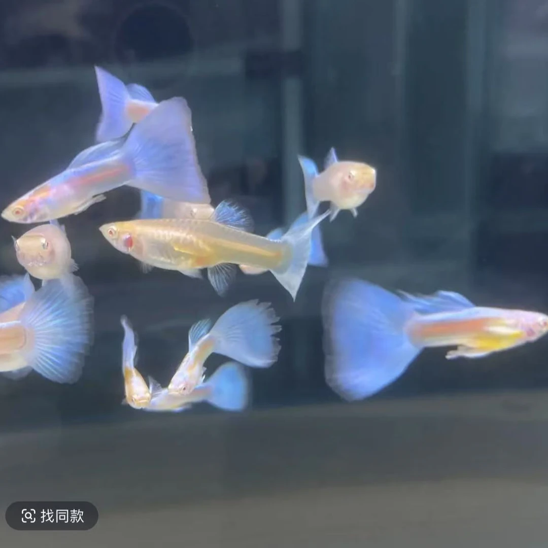 日系天空蓝精品小蓝白孔雀鱼小型热带观赏鱼小鱼新手白云