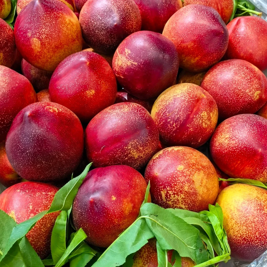 油桃（1400-1600g）