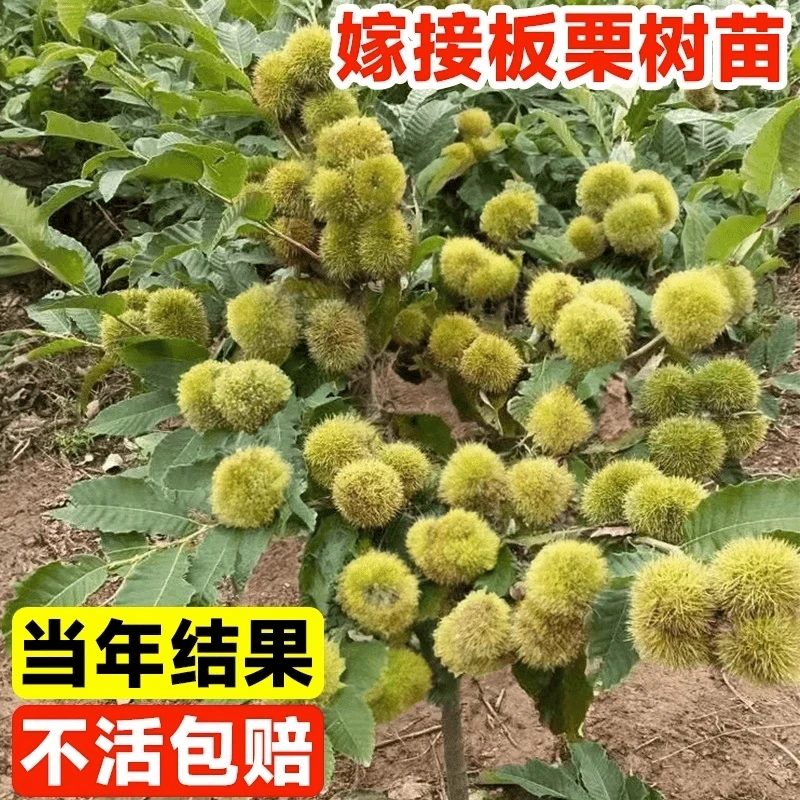 嫁接板栗树苗果树直销石丰板栗树南北方种植果树基地石丰庭院阳台