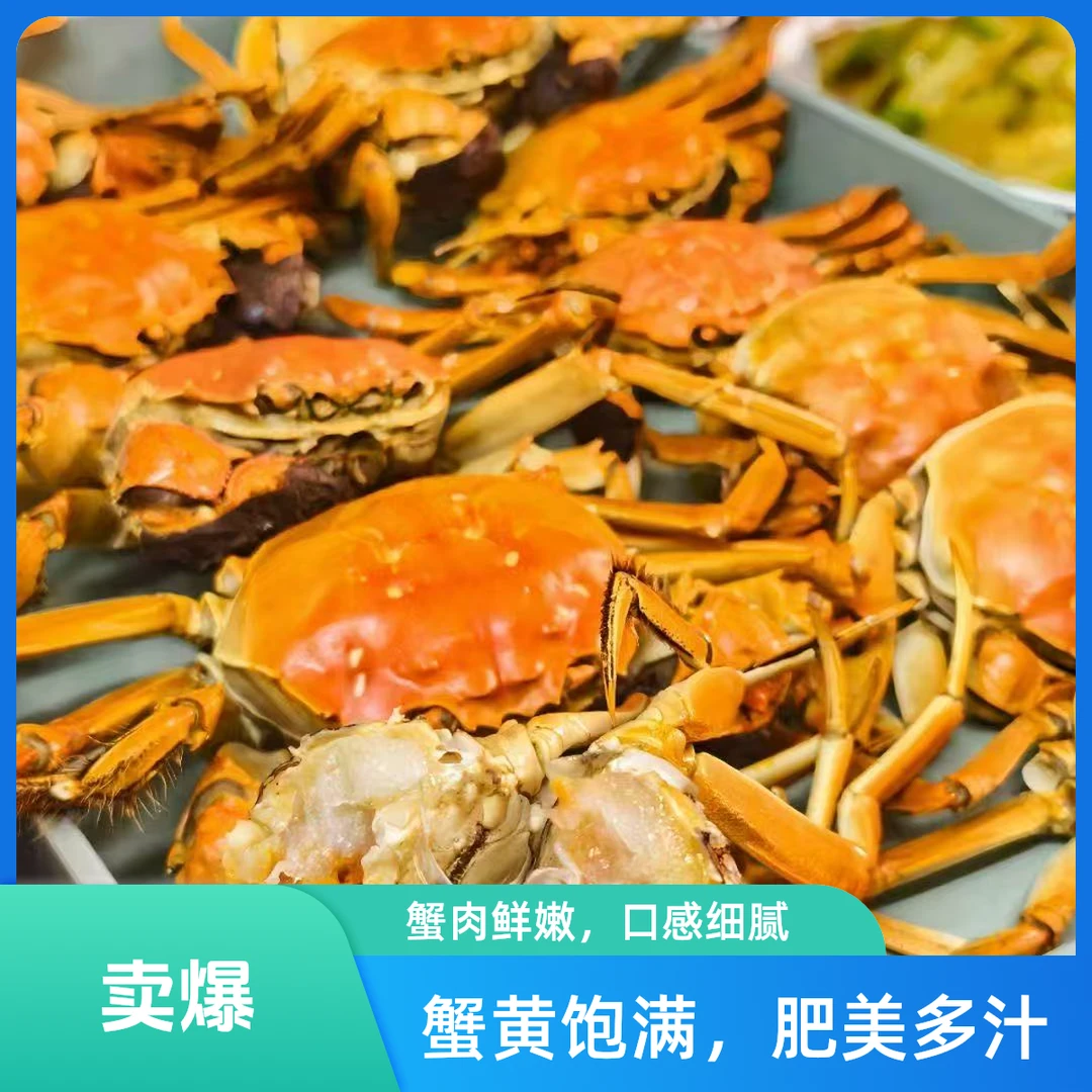 精品黄河口大闸蟹母蟹2.5两一只，一斤4个左右