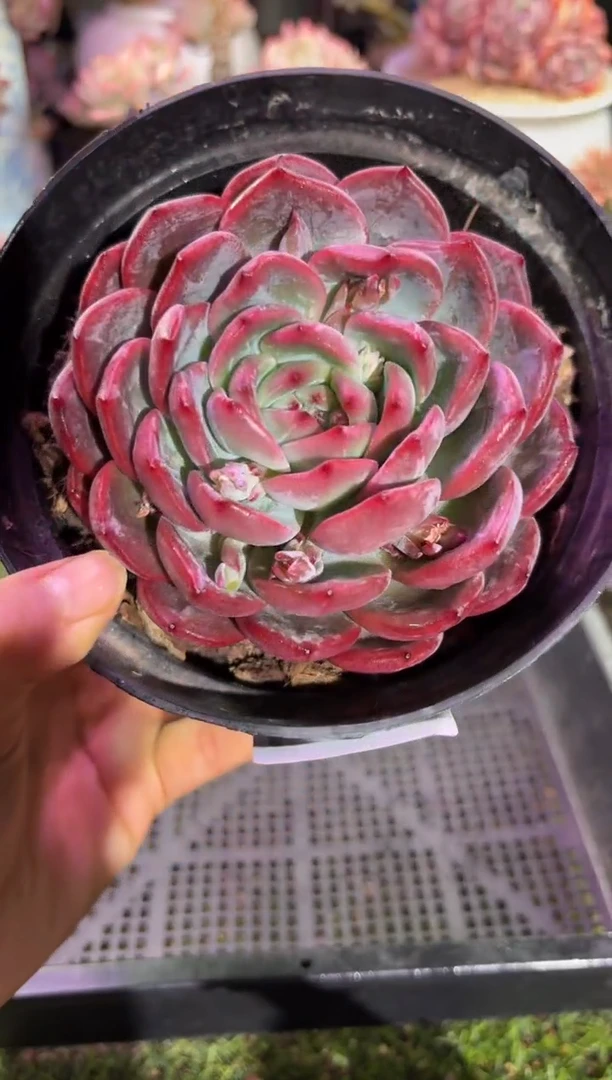 【闪购商品】00275