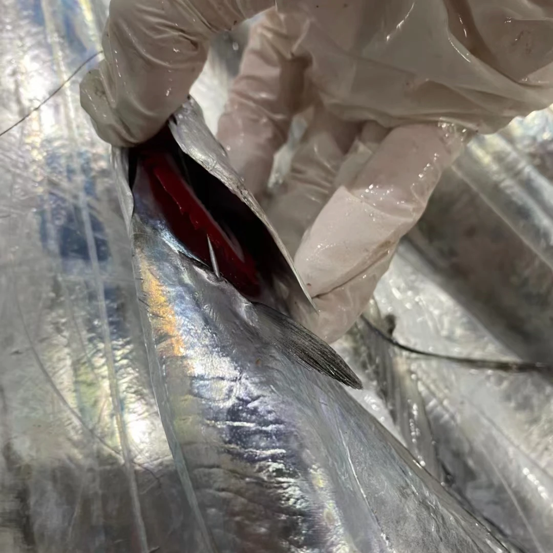 【青岛一脚泥合作社】野生海捕渤海湾小眼油带鱼  速冻发货 20-22条