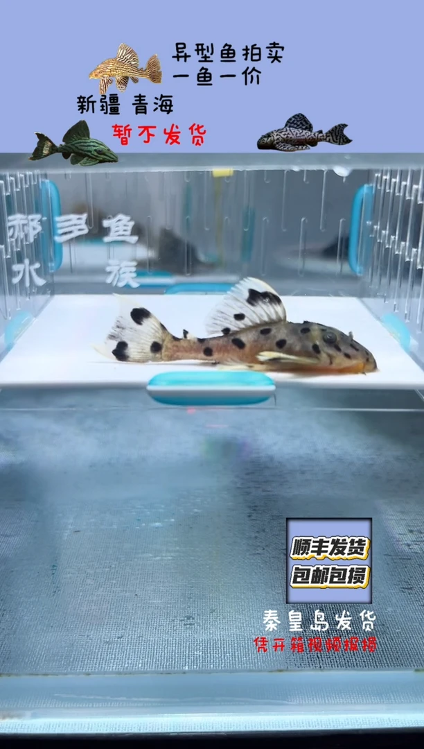 清道夫6不包入缸损127