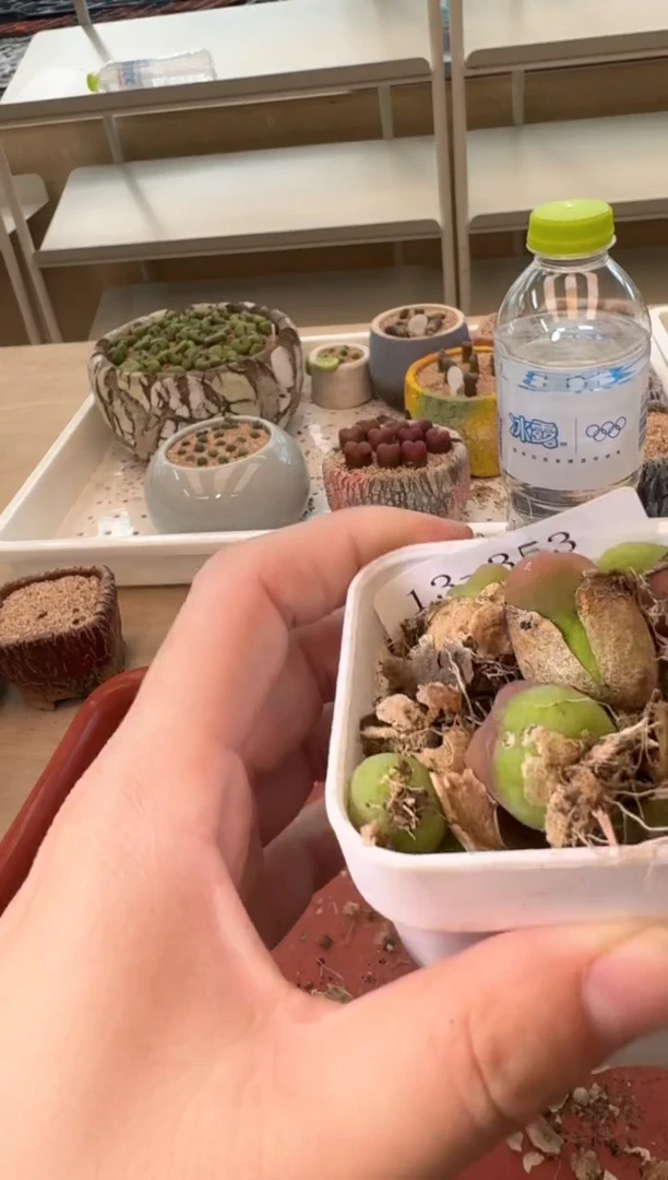 13-353多肉植物肉锥