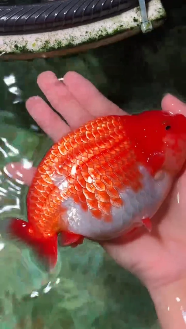 金鱼（运费自理，马印灯照射）福州追鱼兰寿金鱼