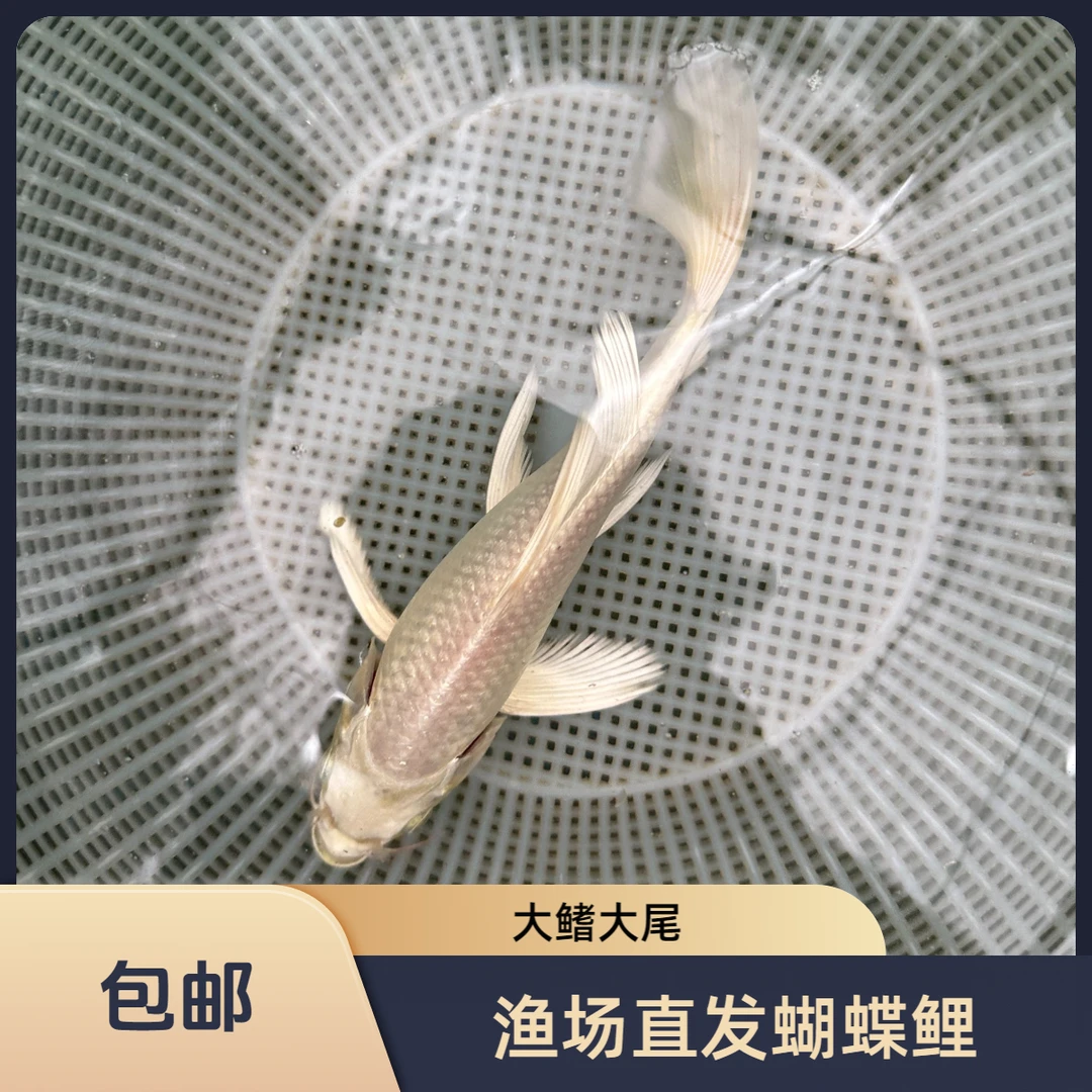 蝴蝶鲤渔场直发拍二发三一物一拍乱拍随机发轻微开衩掉鳞介意勿拍