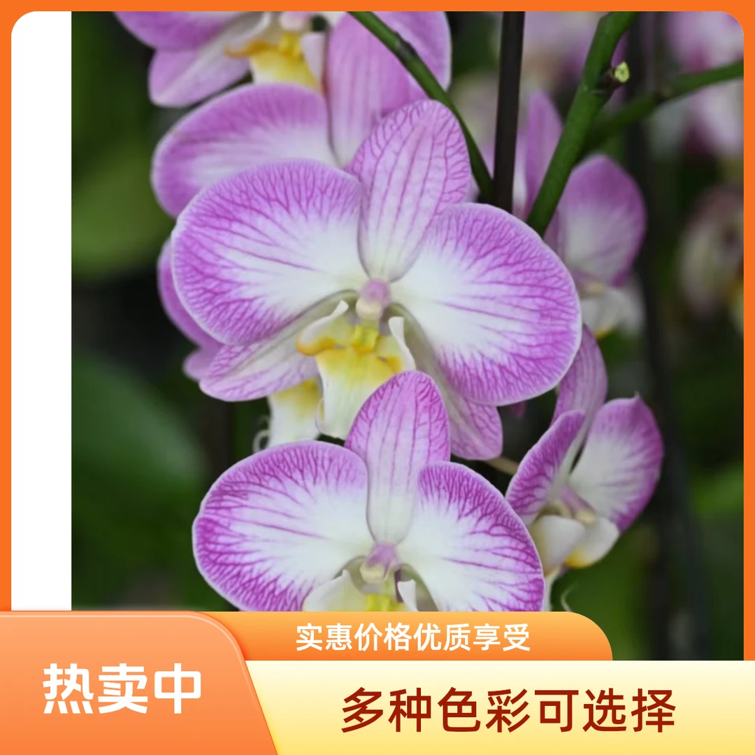 开花超香的金钗、狐尾兰、球花、万代兰、各种石斛、各种坡货