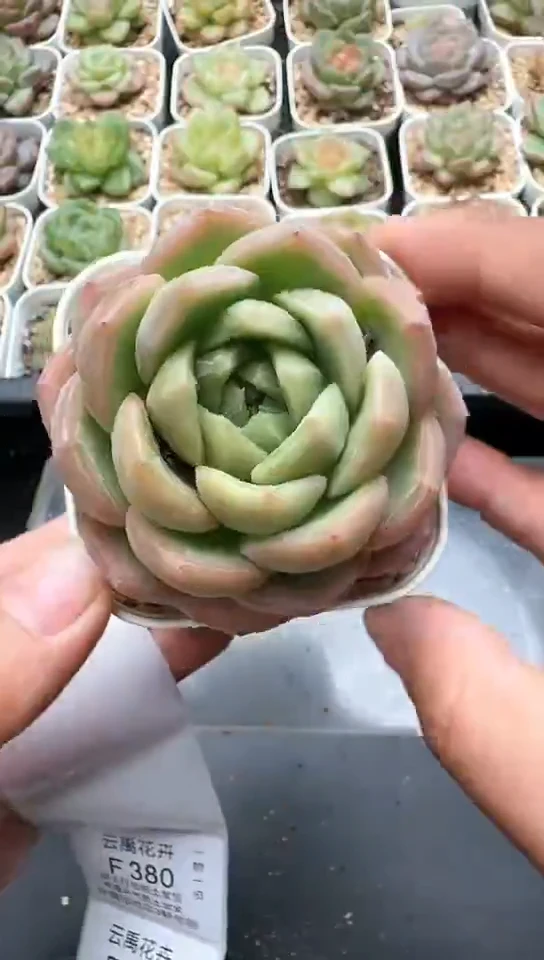 379F云禹多肉植物 默认脱土纸巾打包 3颗包邮