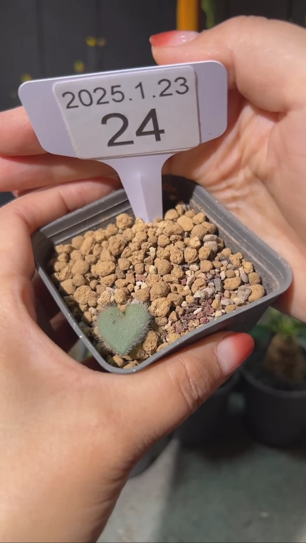 【闪购商品】泡泡叶雾冰玉1.23.24