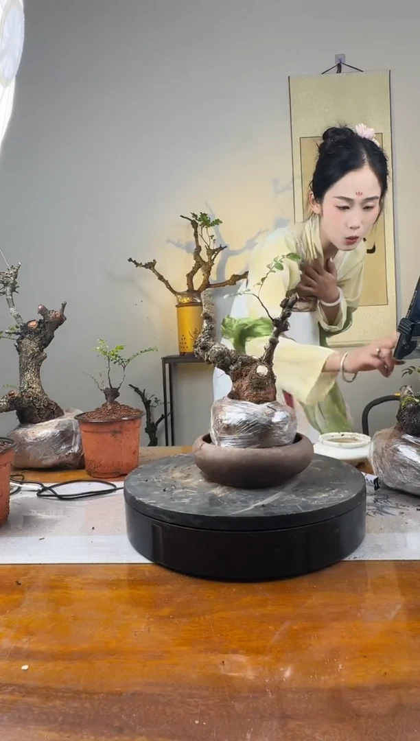 无花朵云南红芽清香木生桩一物一拍