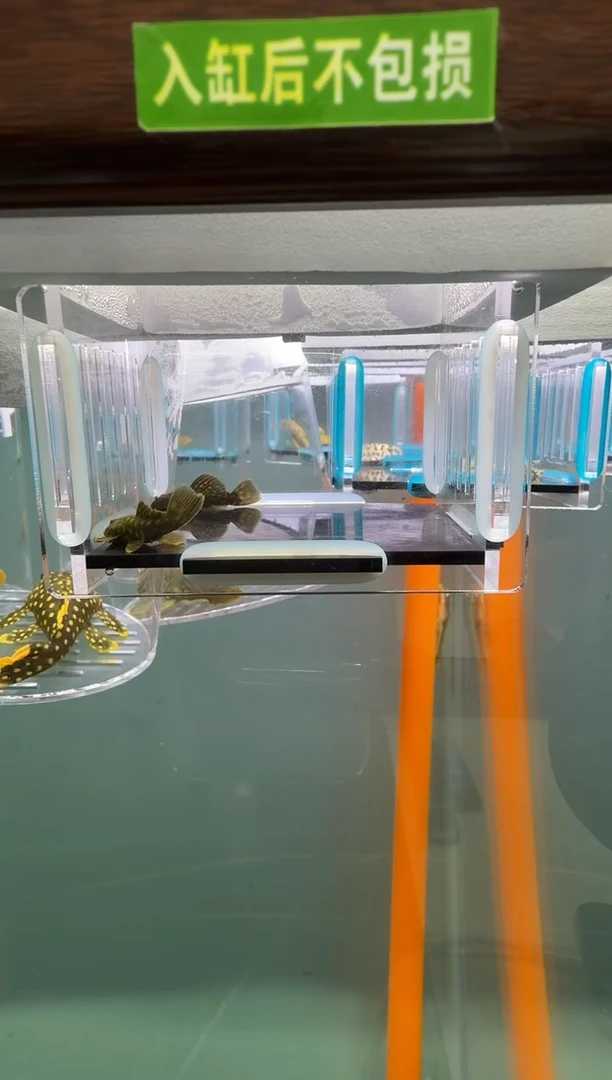 清道夫鱼132号056y入缸不包损录制完整开箱视频3厘米