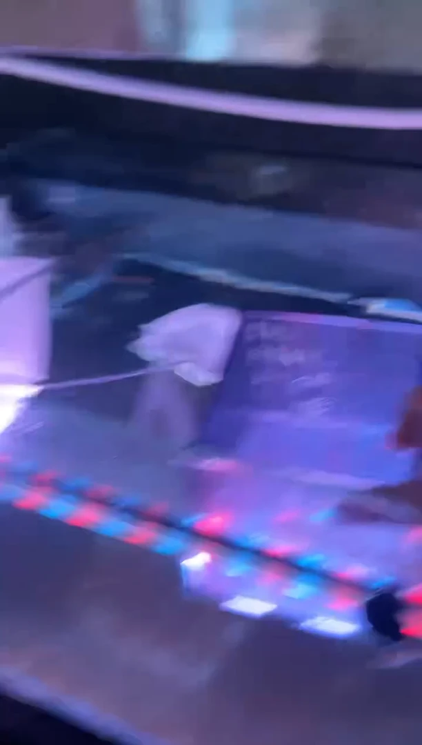 海水鱼精选精品道金斯巴