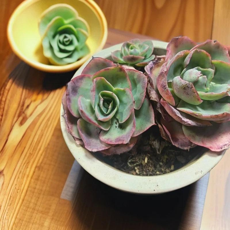 【达芬奇密码】(拼满15元包邮)室内盆栽净化绿植盆栽大棚多肉