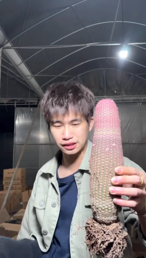 高20cm+ 红太阳【带根】