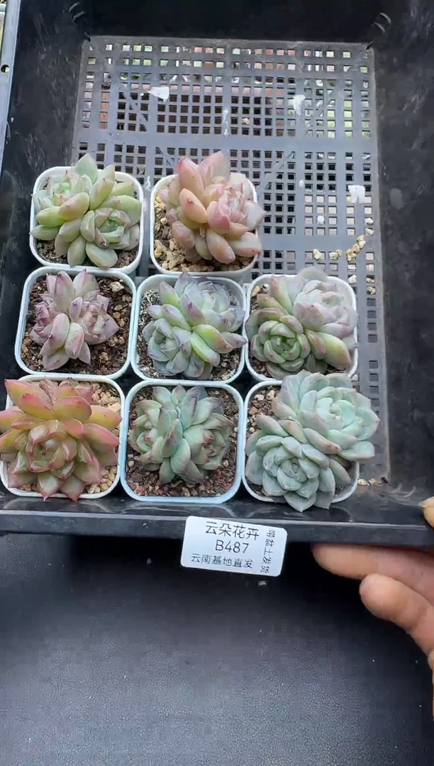 珍妮杂交多肉B487