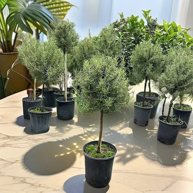 迷迭香棒棒糖可食用香草原盆原土驱蚊盆栽清香多年生绿植植物盆栽