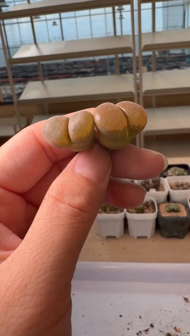 24-90多肉植物肉锥