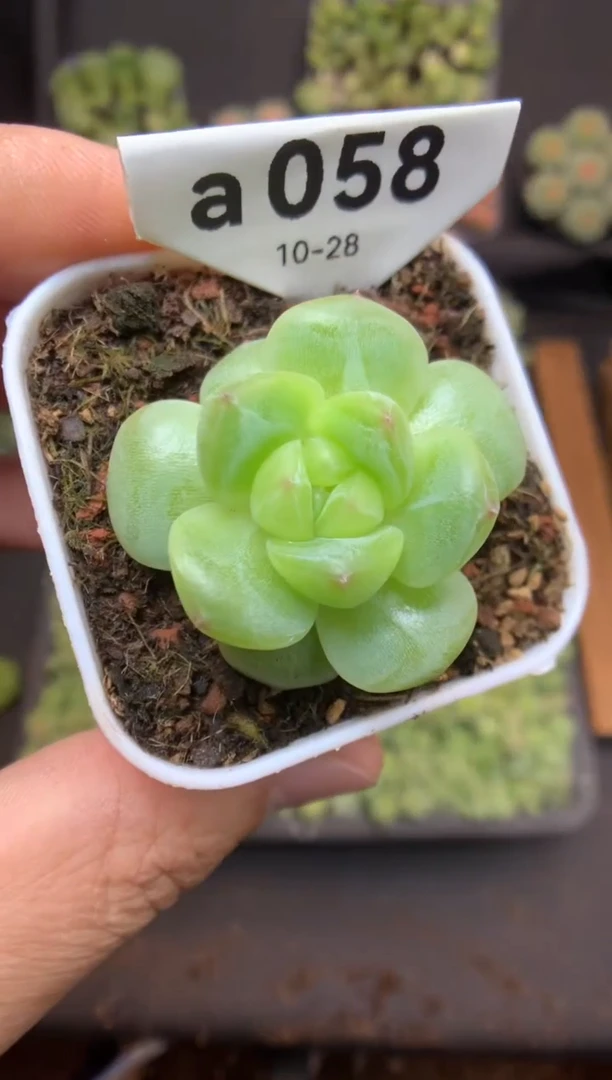 s058 小珍妮 脱土发 9.9