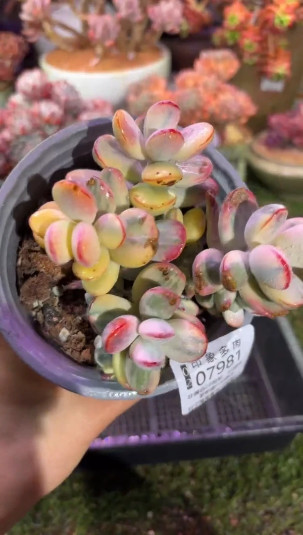 【闪购商品】07981