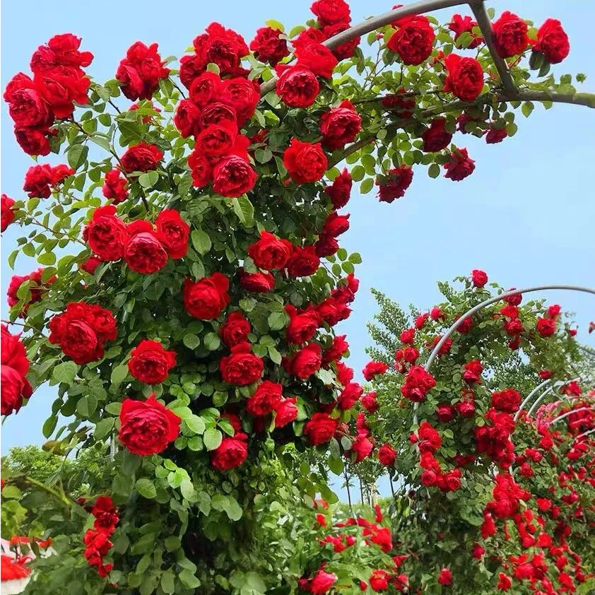 佛洛伦蒂娜月季花苗盆栽 爬藤攀援藤本阳台庭院花卉植物四季开花