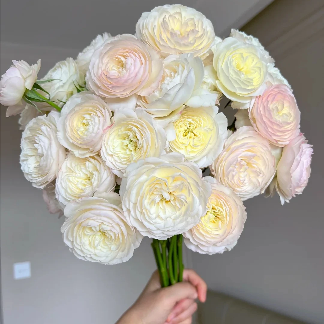 宜然园艺凯拉2加仑灌木花苗欧洲月季多季节重复开花抗病性强