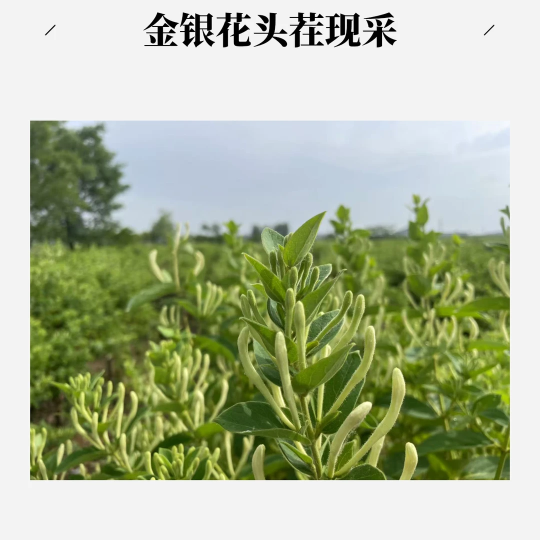 【金银花】150g头茬新鲜现采高品质带绒毛安全农产品助农原产地农户