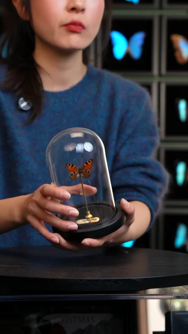 孔雀蛱蝶小号玻璃罩