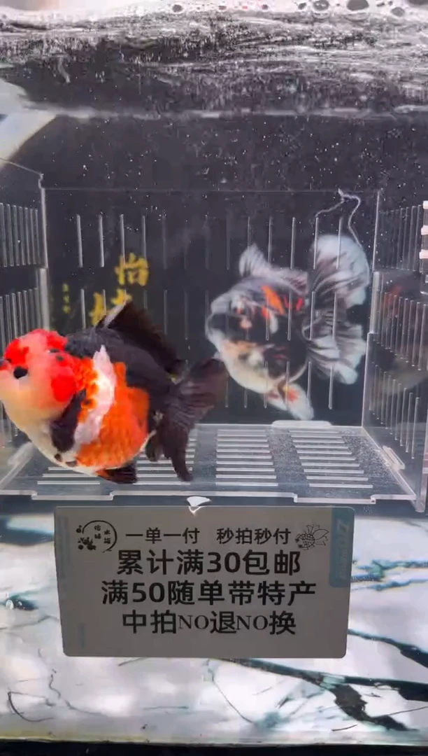 金鱼金鱼金鱼金鱼金鱼