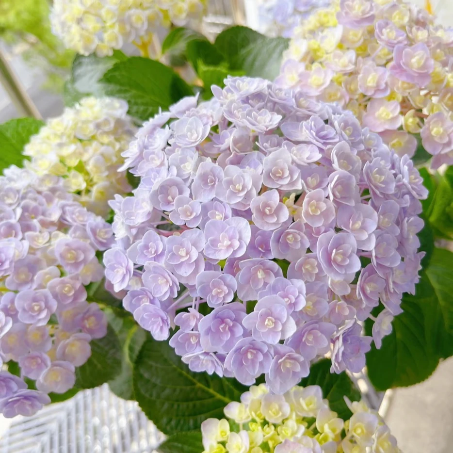 【花宝】小5加仑 粉色大花绣球多年生露天苗生花苞原盆原土基地发货