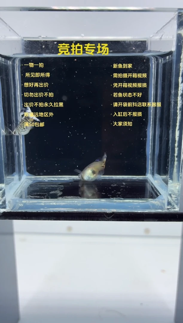 孔雀鱼带胎雪豹一对-25