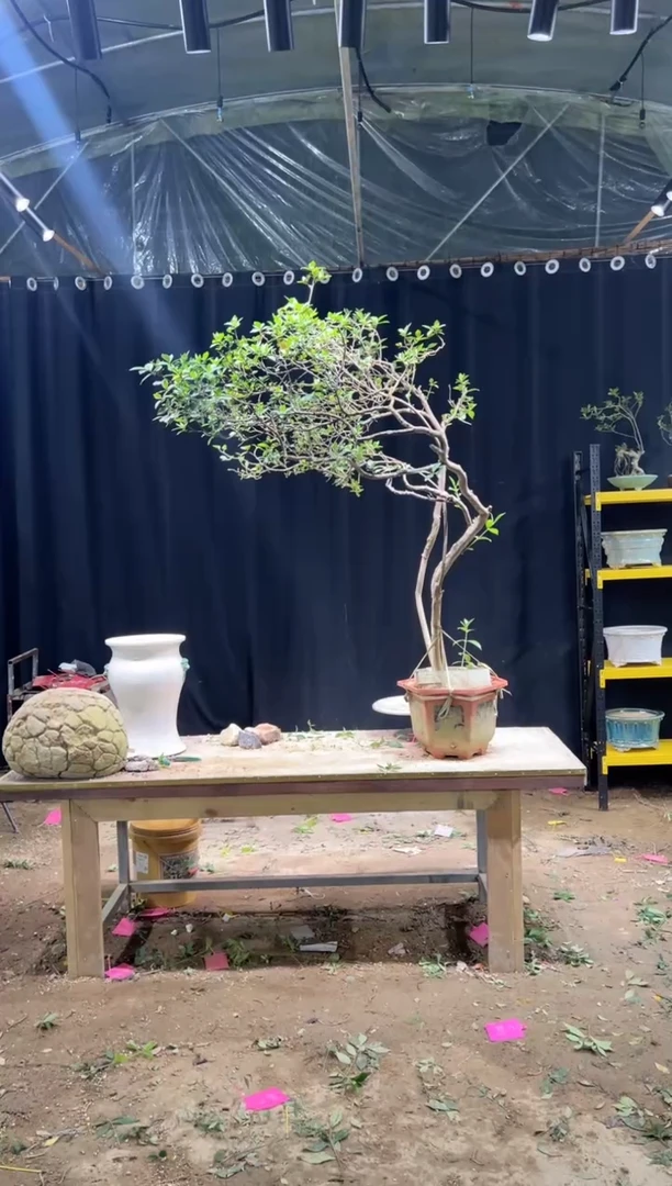 当前无花朵，栽培后可花朵世****果  海岛栀子花