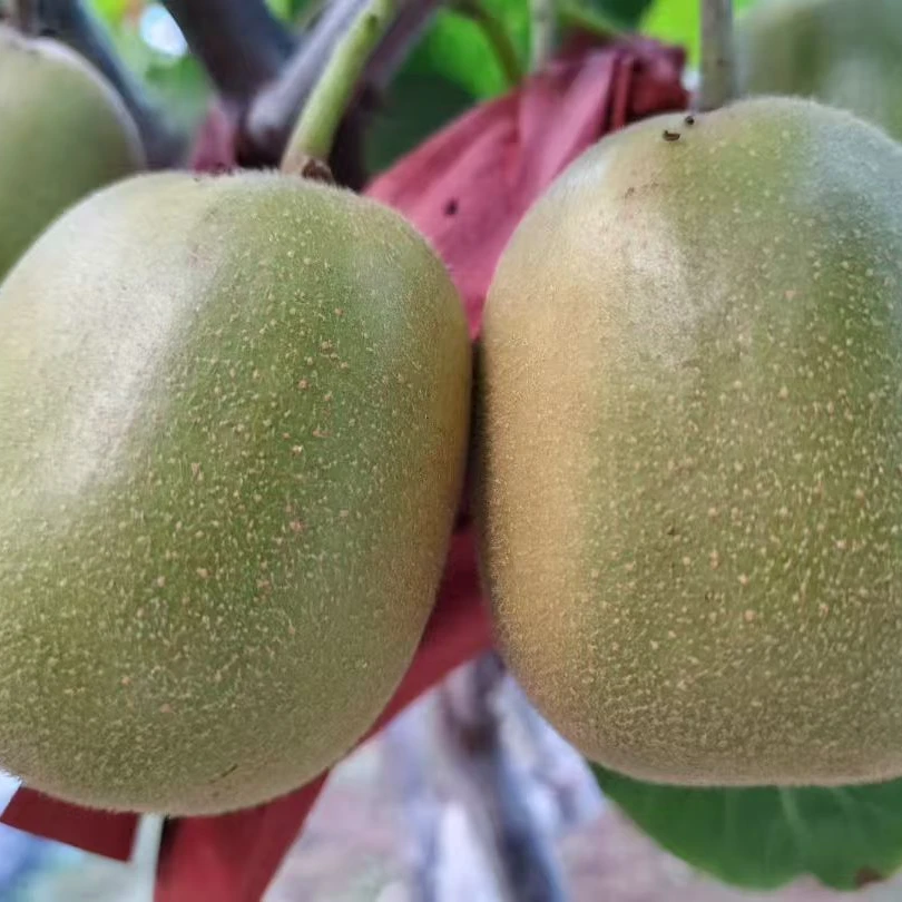 苍溪红心猕猴桃新鲜当季水果奇异果香甜多汁包邮偏远地区邮费另计