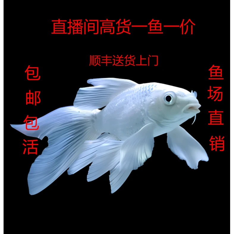 蝴蝶鲤直播间改价一鱼一价，录开箱视频，入缸不包售后退单拉黑