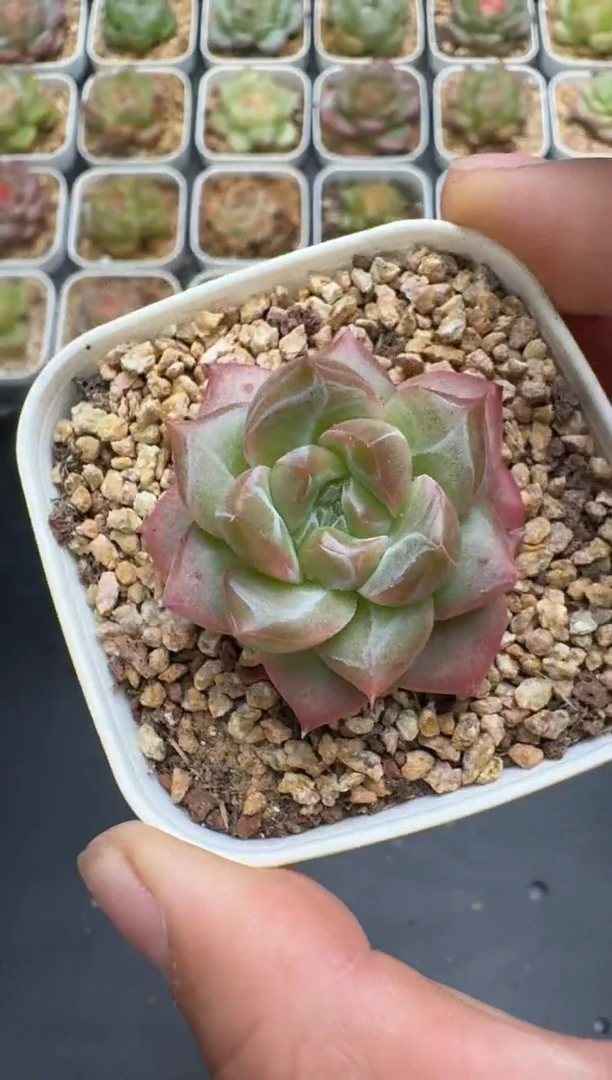 285G云禹多肉植物 脱土纸巾打包 3颗包邮