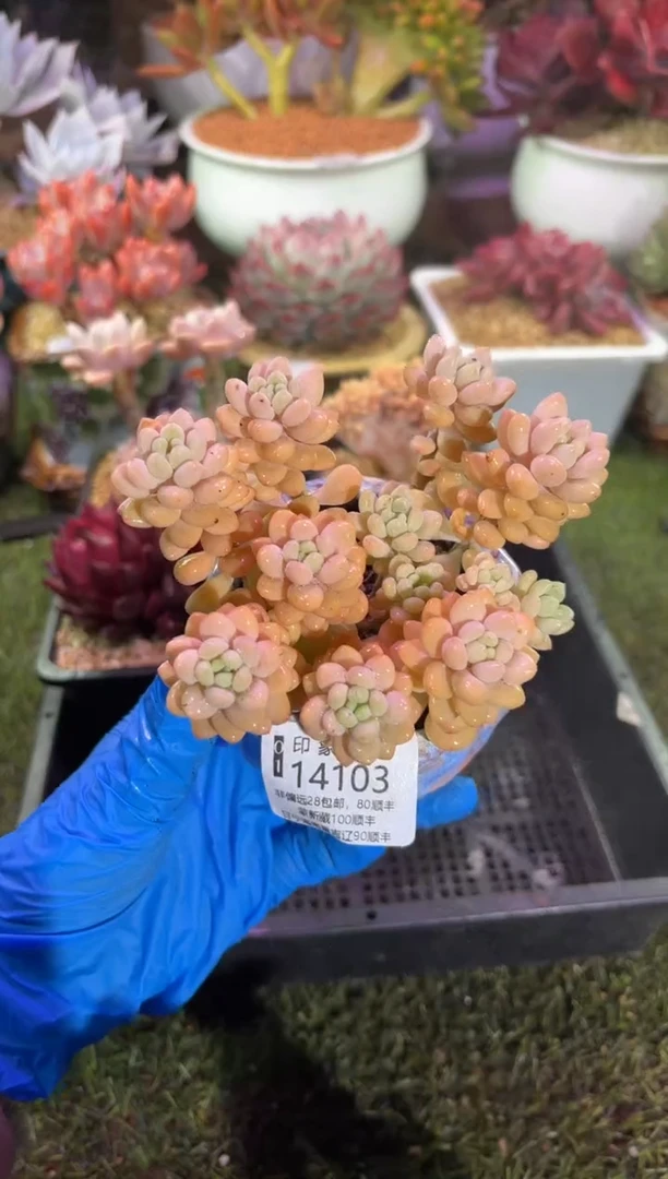 【闪购商品】14103