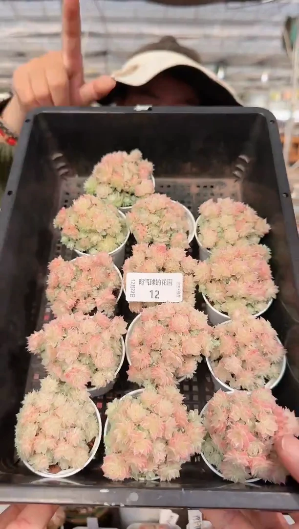 1222-12多肉量拍任意发一颗群生不包整