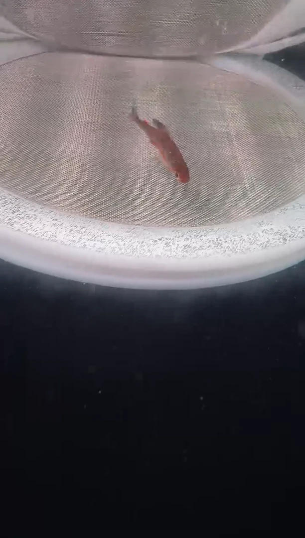 灯科鱼D11-16号潘旗2cm左右