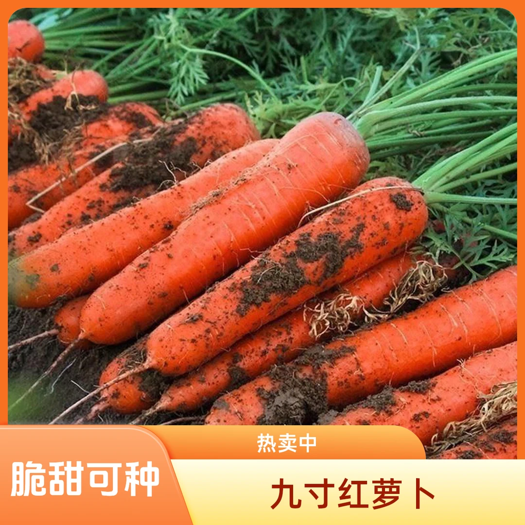 【九寸红胡萝卜种子】水果蔬菜萝卜菜籽脆甜春秋季蔬菜种子