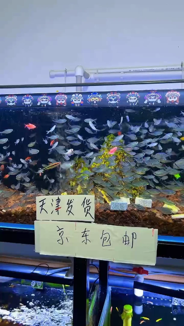 灯科鱼大号四间虎皮3.5-4.5cm4条送1条（到手5条）(赠送不包损)