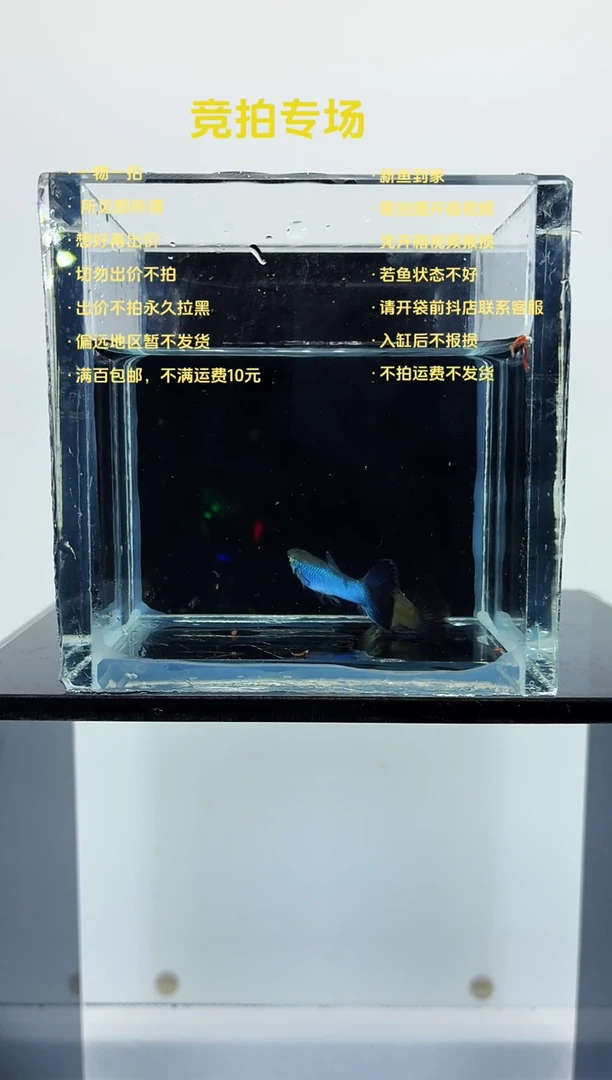 孔雀鱼新加蓝一对-73