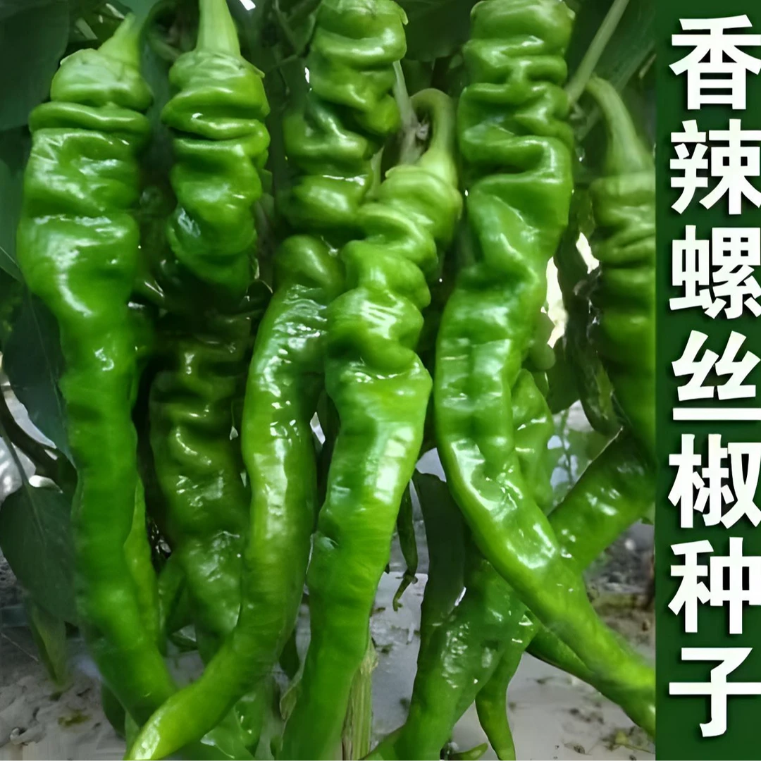 【螺丝椒种子】家庭阳台小院四季种植盆栽地栽易种易活