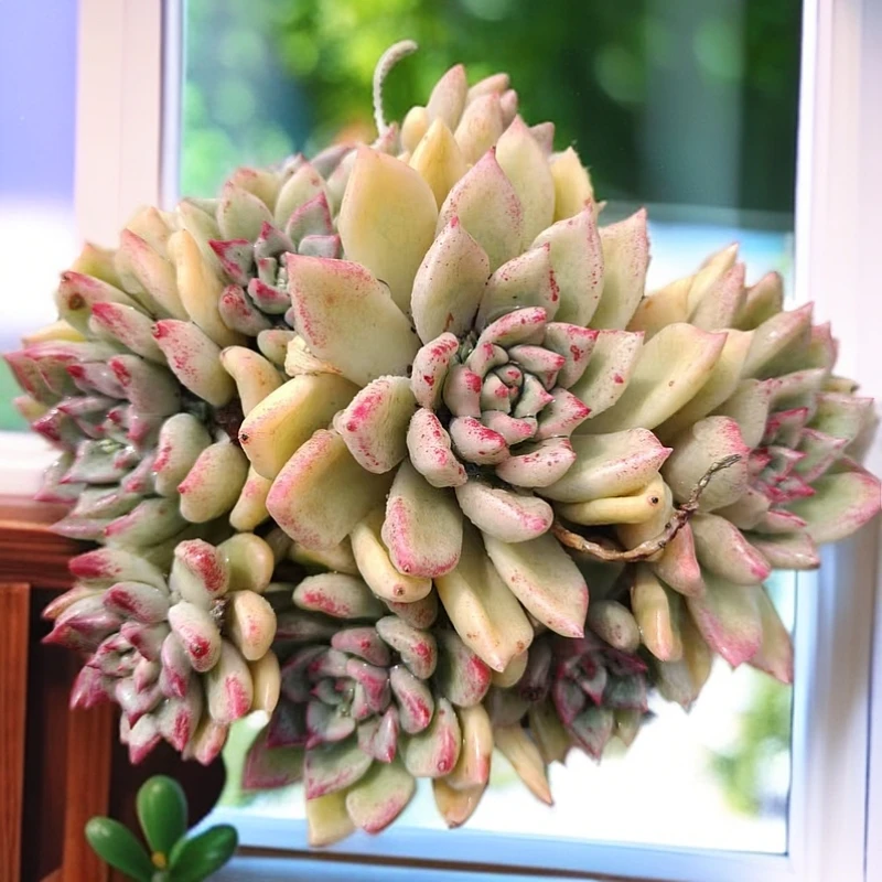 （满15包邮）整桩 璀璨 带盆土 多肉植物 以直播展示为准