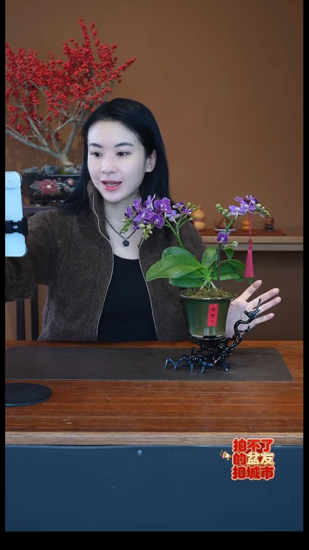 全部花朵紫色花语盆景盆景