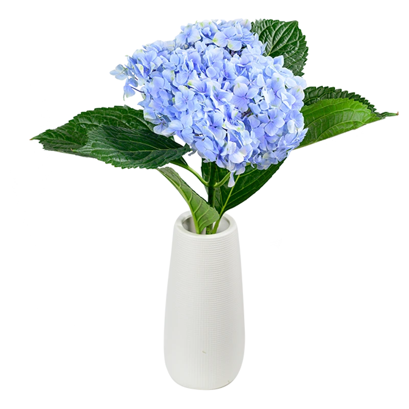 浪漫满屋绣球花随机色1枝