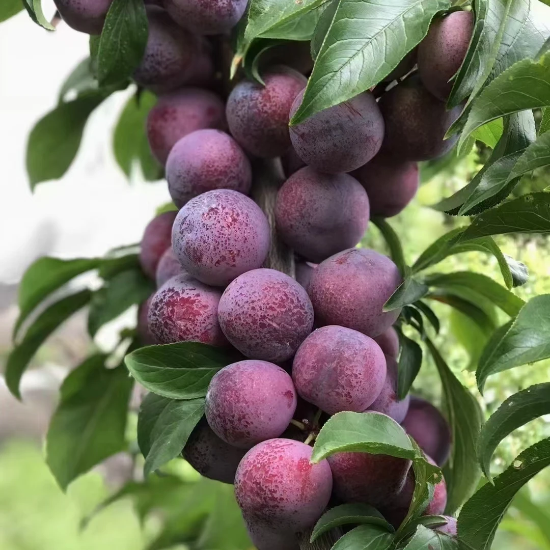 京东全国【2025年隆昌市电商助农】凤凰李四川五月脆当季新鲜采摘