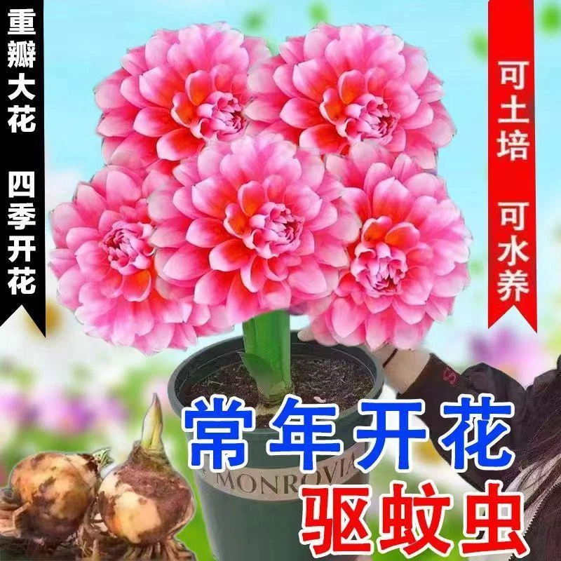 【月月开花】紫东来盆栽绿植花卉大全南北好养室内外阳台植物好养
