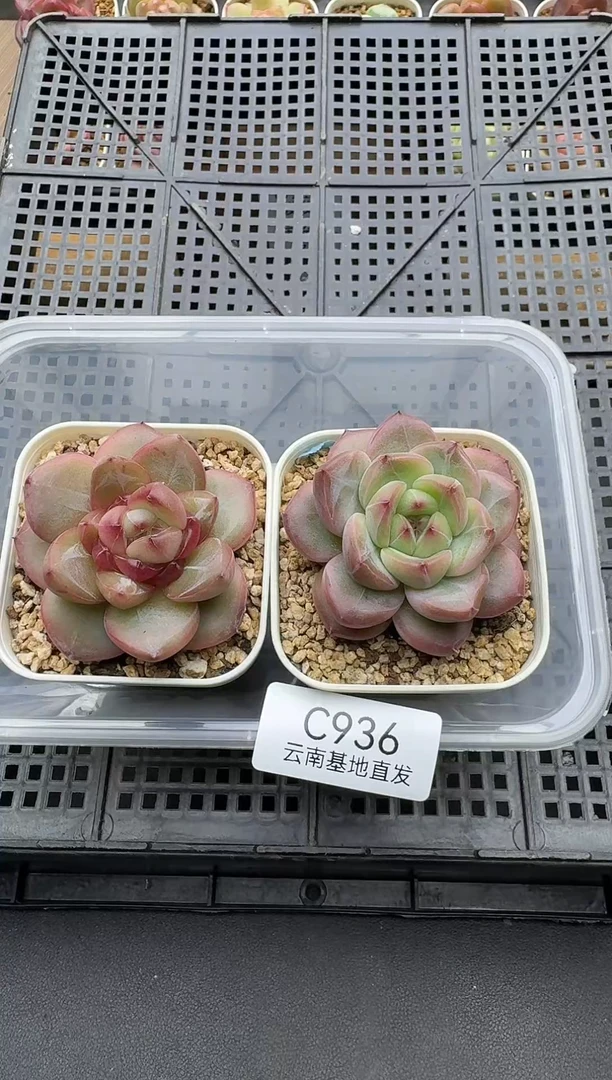 珍妮杂交多肉C936