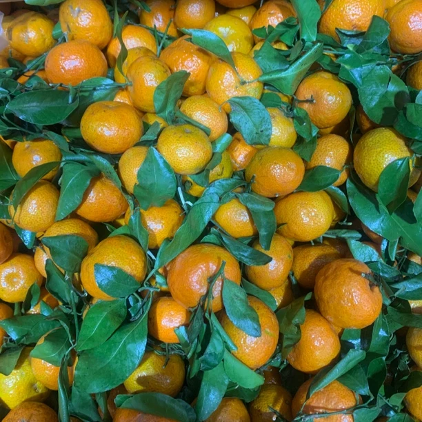 精品砂糖橘