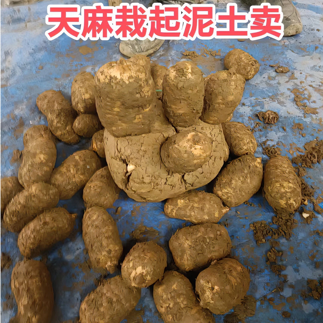 正宗（新鲜湿天乌麻）云南昭通彝良小草坝仿野外现挖现发产地直销克