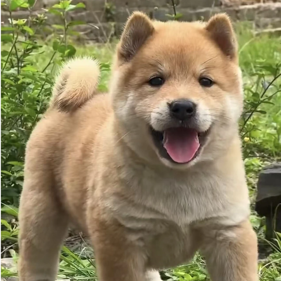 新（森萌土狗）T狗狗活体